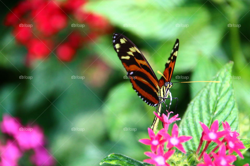 Monarch (Danaus plexippus)