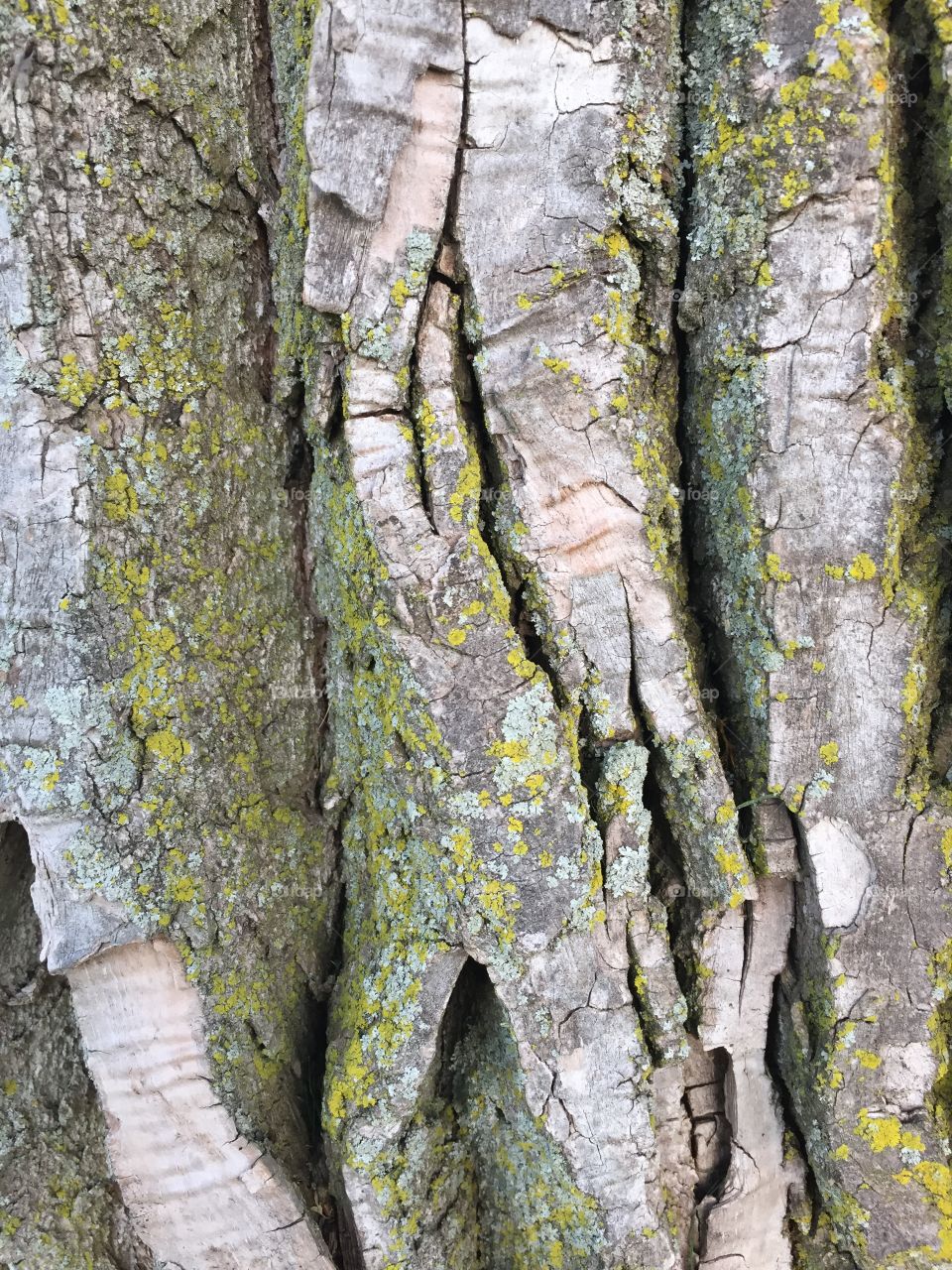 Creative textures 
Mossy tree bark
