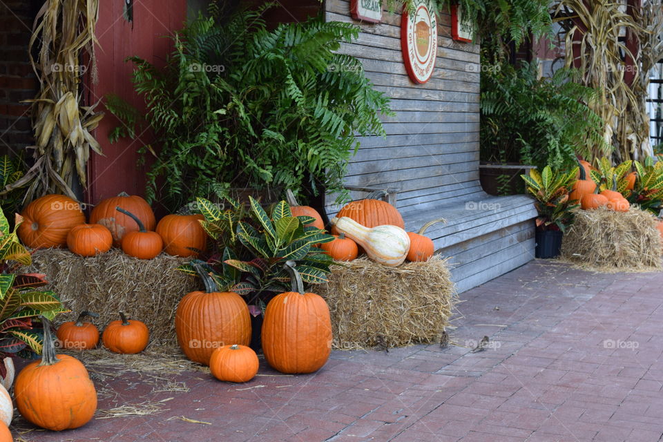 Pumpkins on display