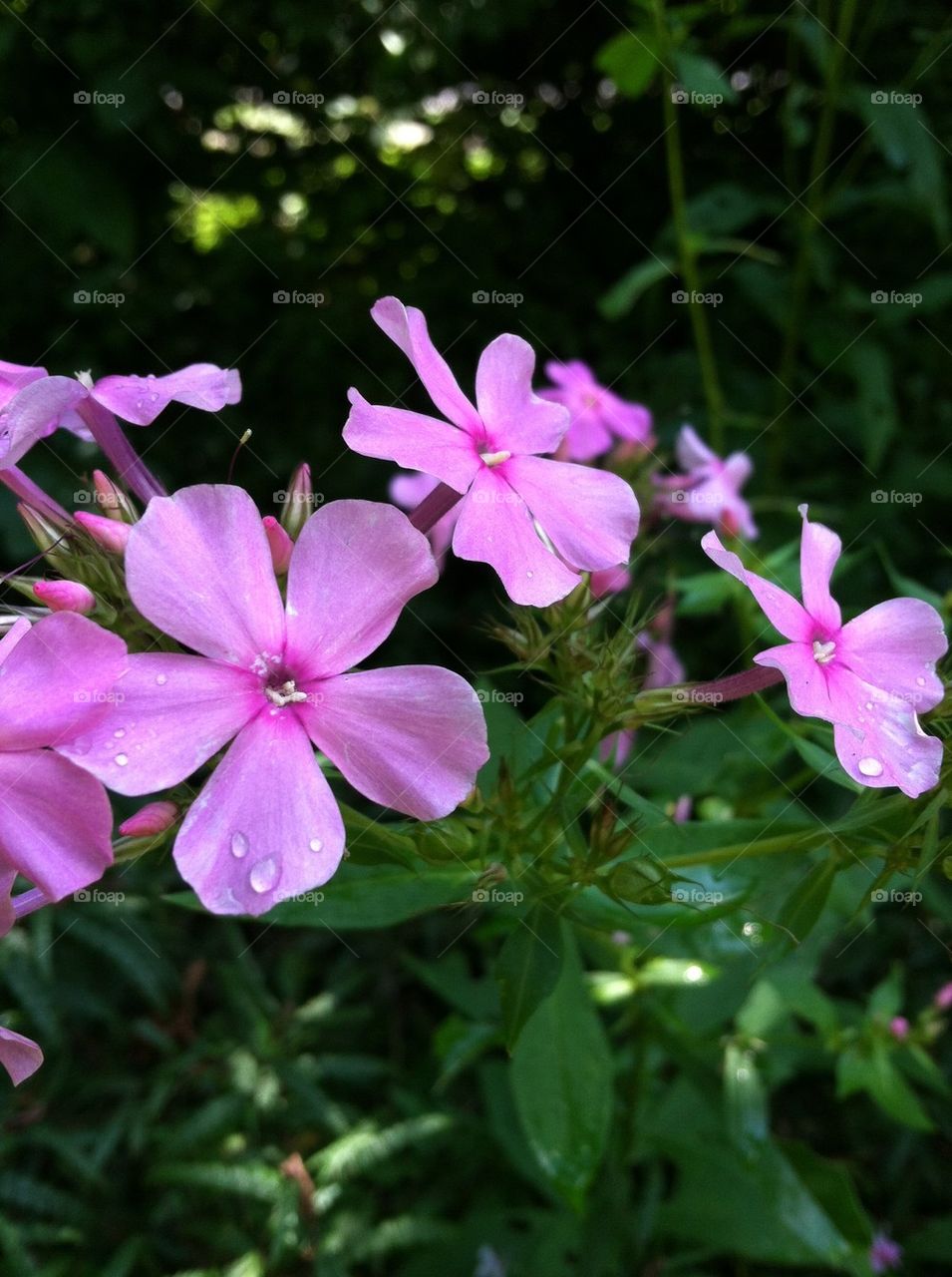 Pink Flowers after the Rain