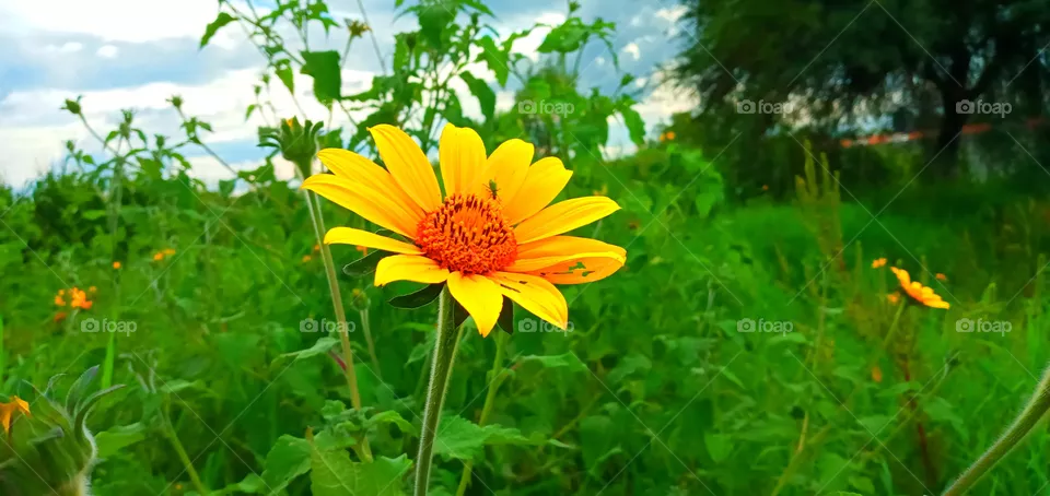 🌼💫