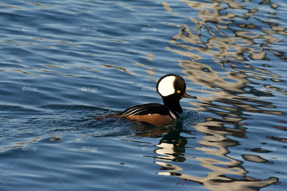 Hooded merganser 