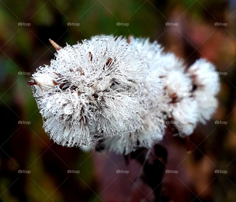 misty  autumn  morning with dew condensing on dry goldenrod  flower