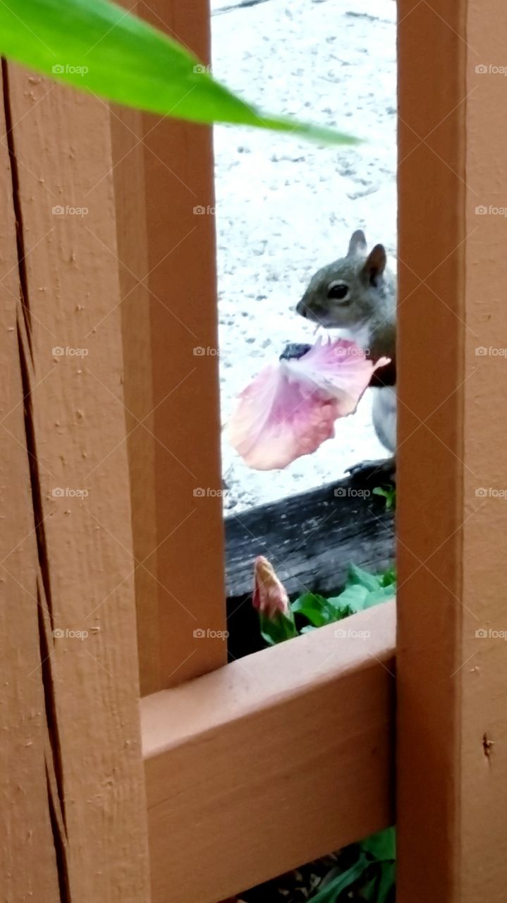 Squirrel eating flower. Squirrel in the garden eating my flowers