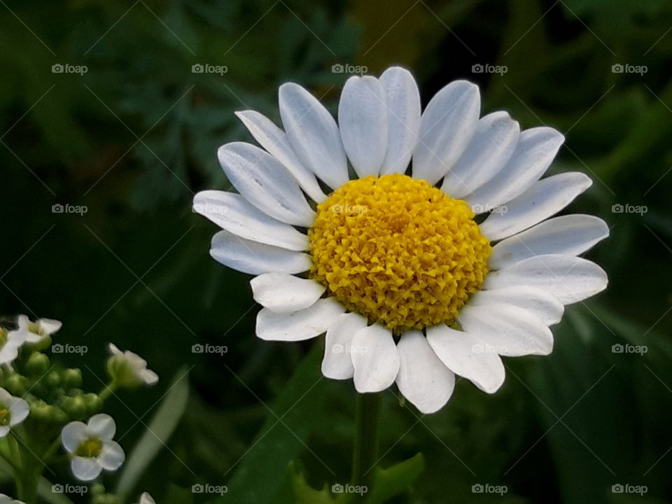 wild daisy