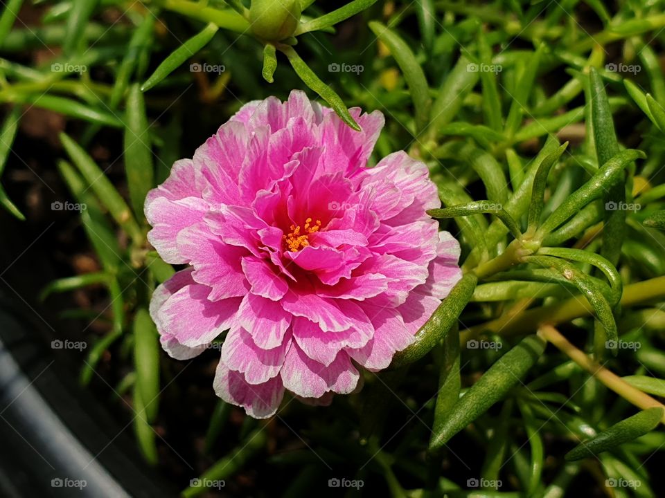 the Portulaca Grandiflora