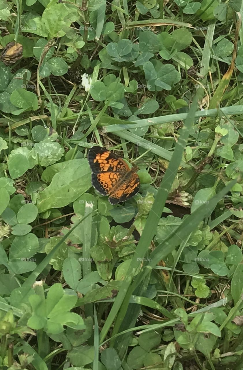 Hi Felicia the Phyciodes Cocyta