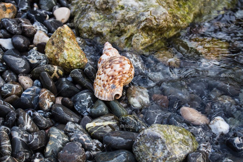 Seashell in the water