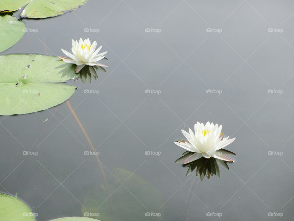 white water lilies. pair of white water lilies