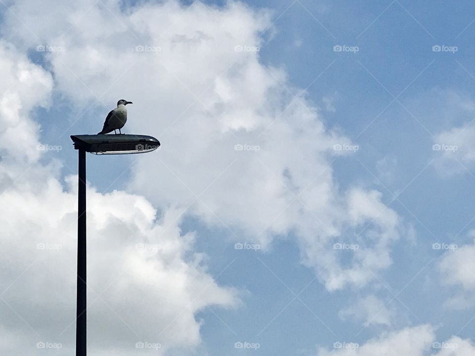 Sky, No Person, Outdoors, Bird, Nature