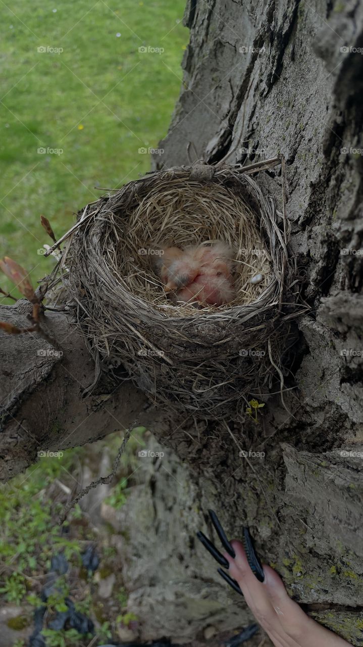 baby robins. just hatched awaiting mums return