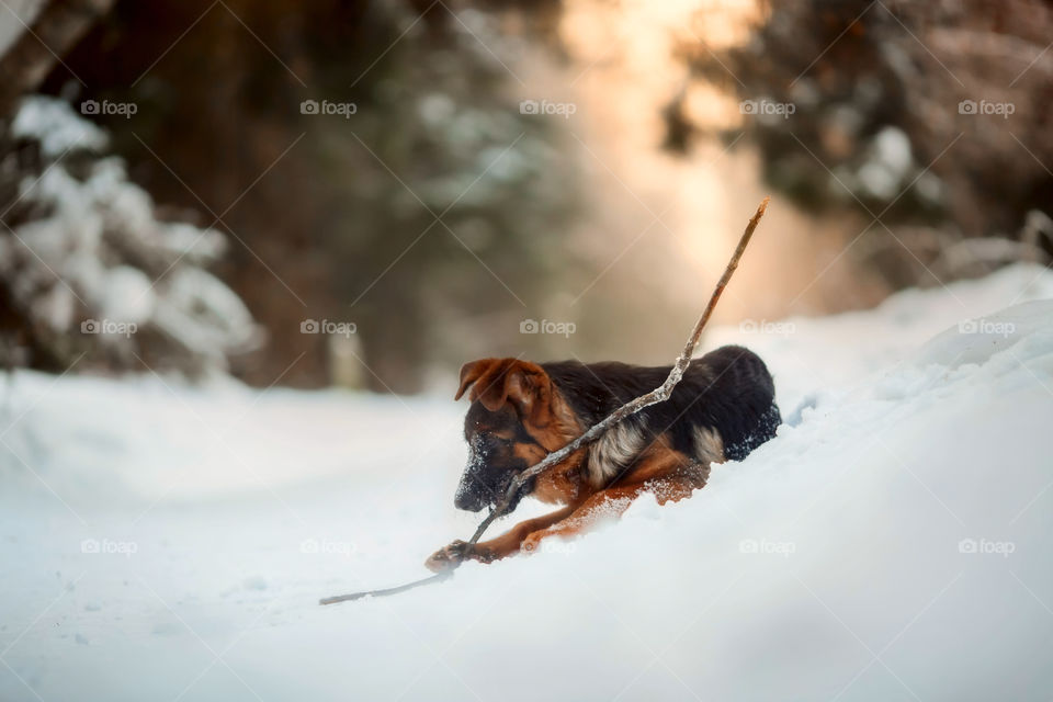 Red cute german shepherd 5-th months puppy portrait at snow at the winter