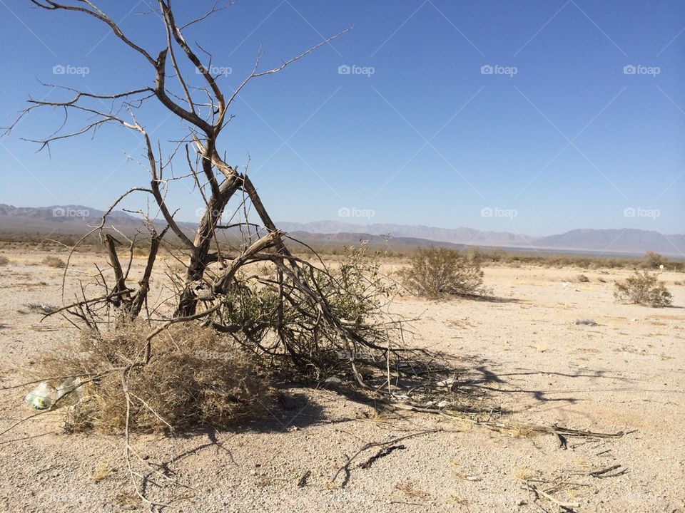 Desert tree