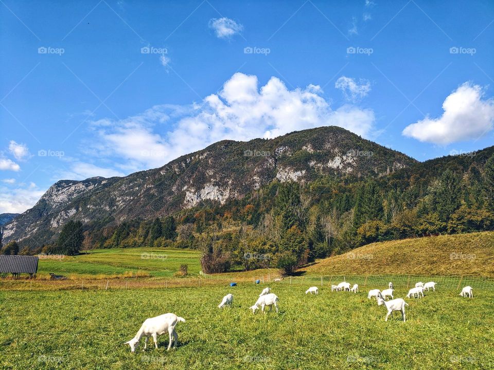 Scenic view of the alpine village in mountains in Slovenia at autumn season.  ships at the meadow