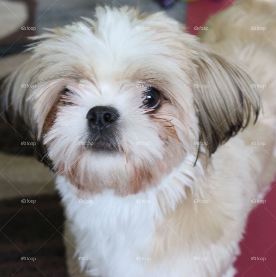 Shih tzu