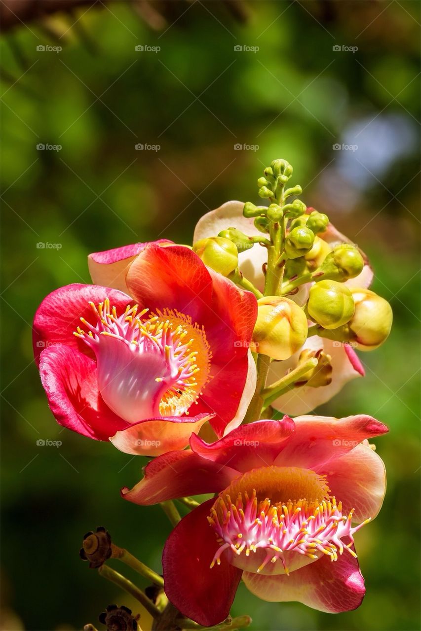 Cannonball flower