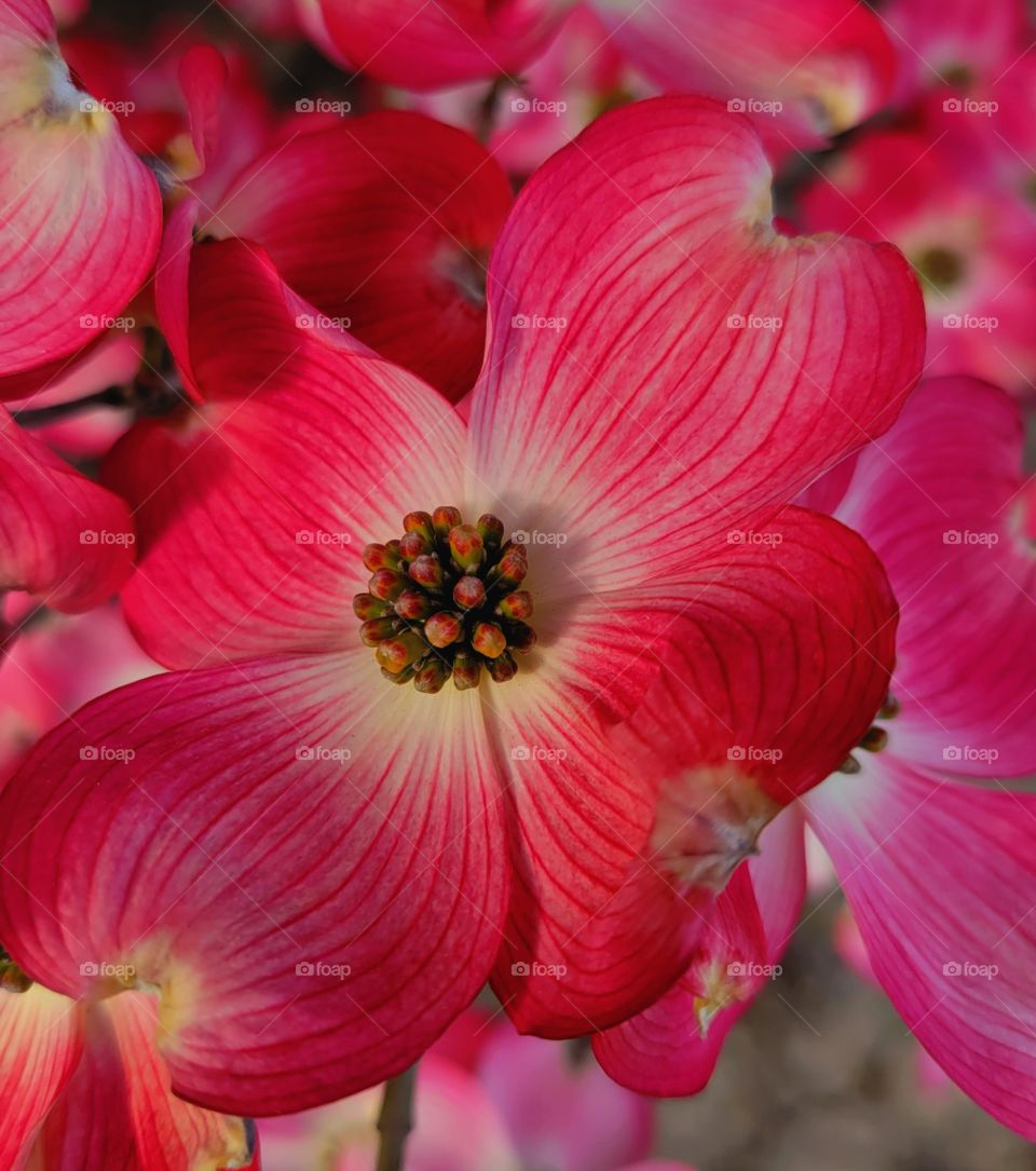 Dogwood tree blooms