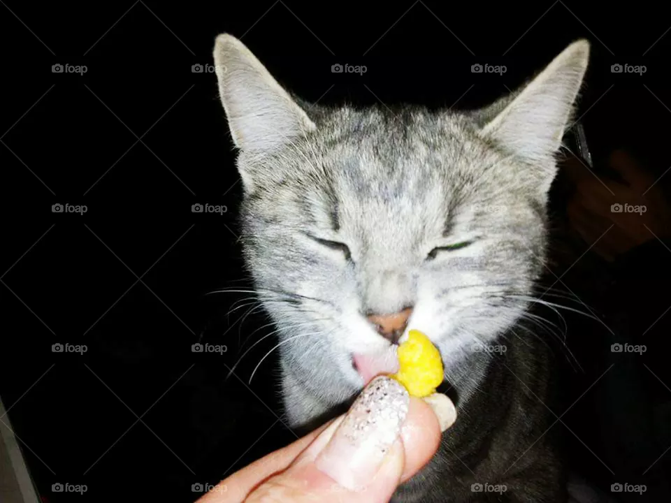 GREEDY CAT .