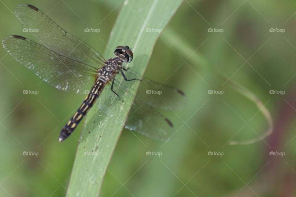 Insect, Dragonfly, Nature, Wildlife, No Person