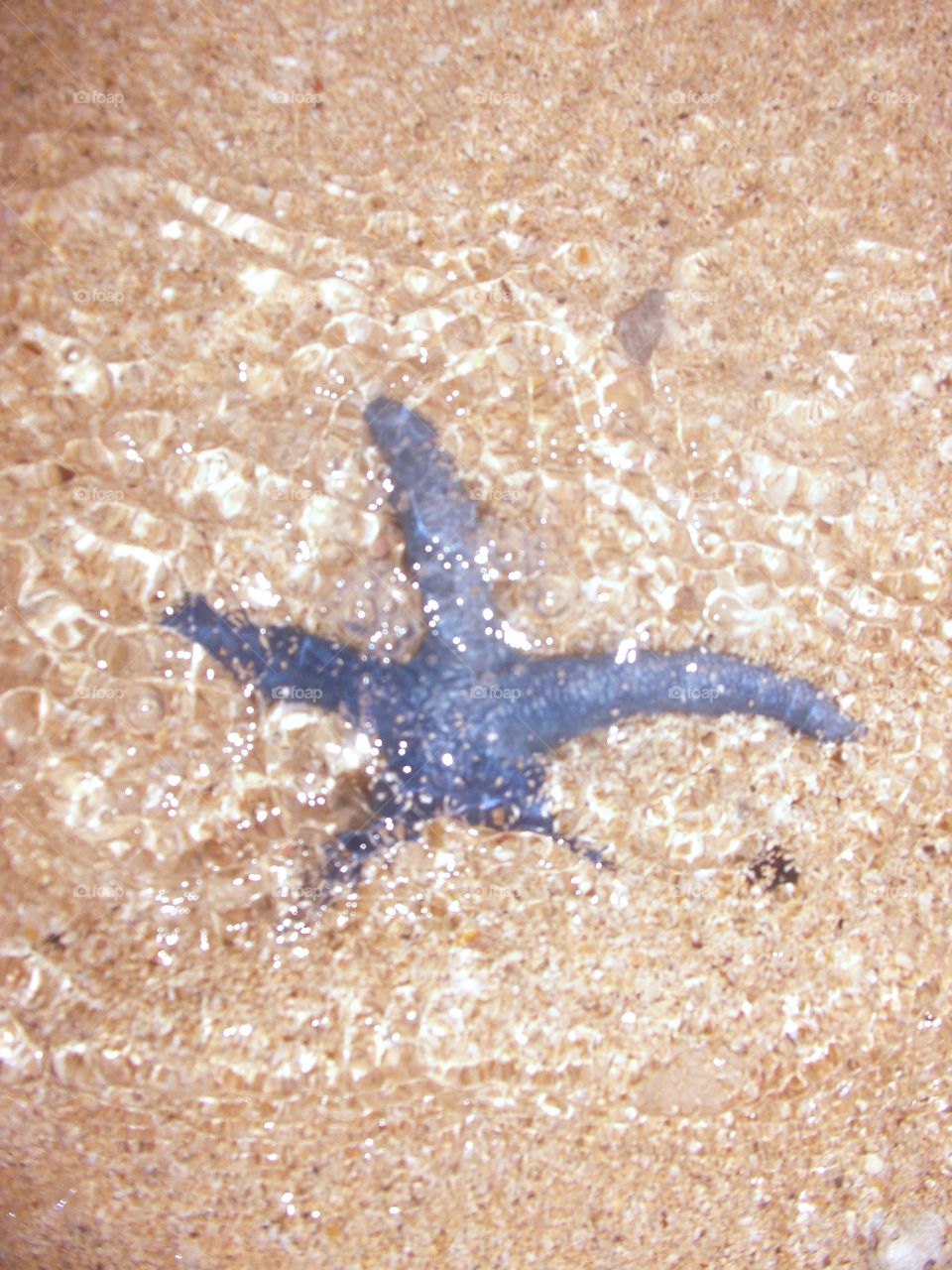 Starfish on the beach