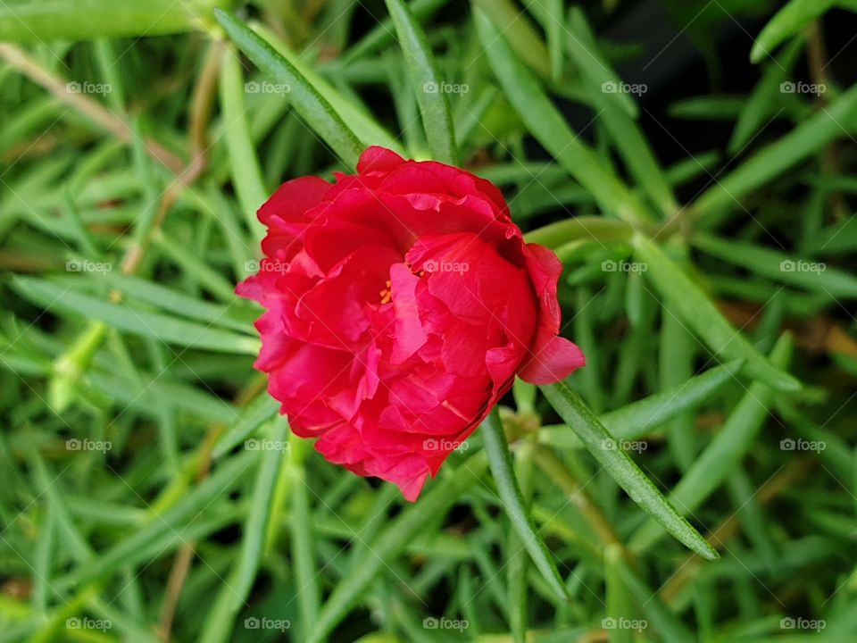 the portulaca grandiflora