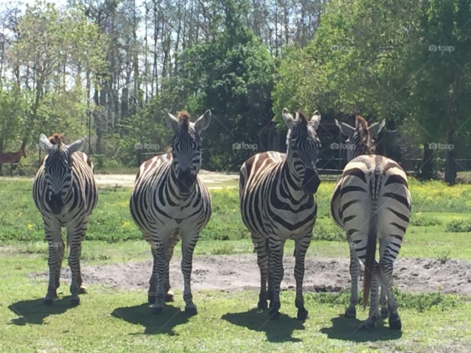 Zebras (there’s always that one sibling...)
