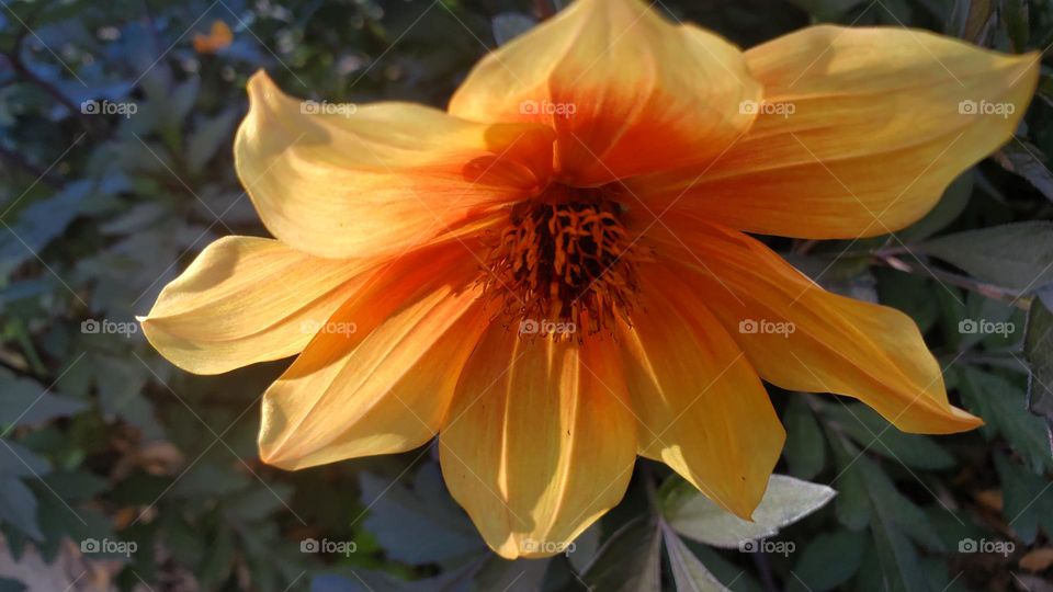 pretty orange flower with backlighting