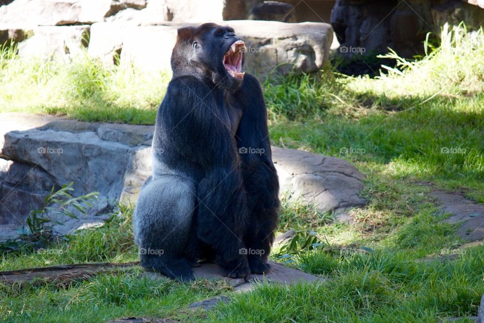 Gorilla laughing 