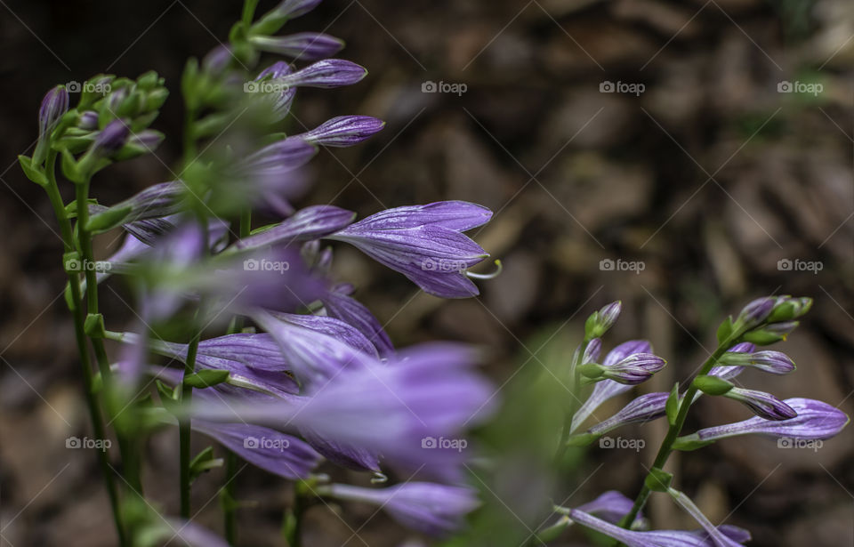 Pretty purple hosta Flowers