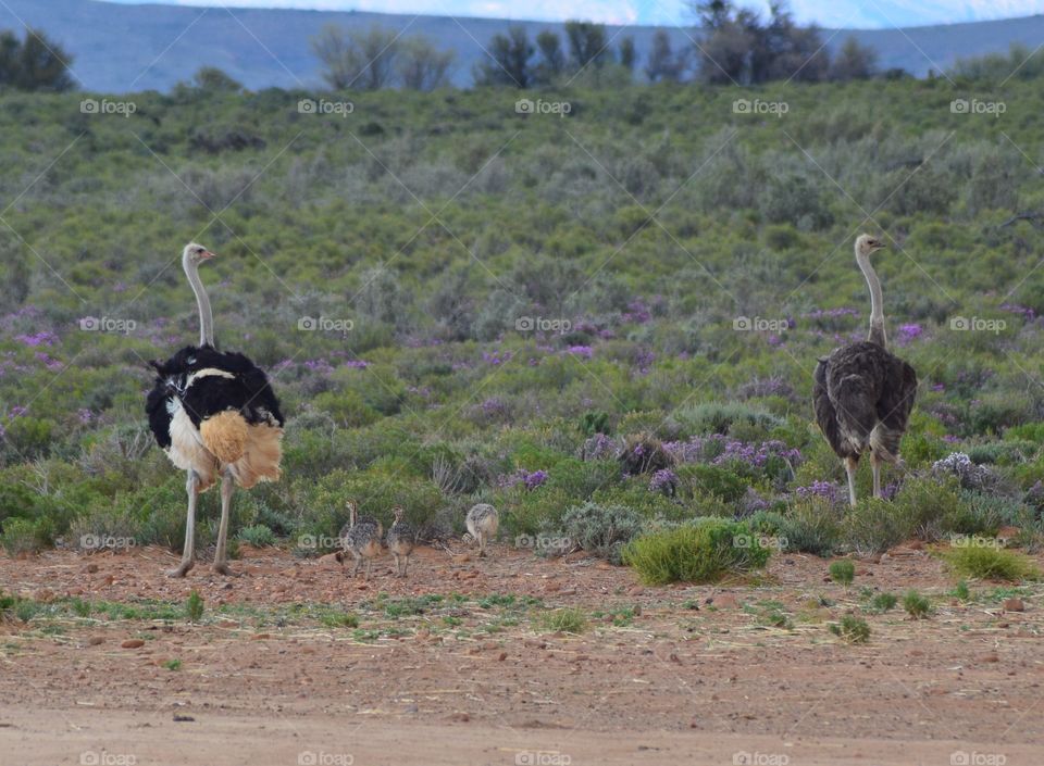 Safari in South Africa