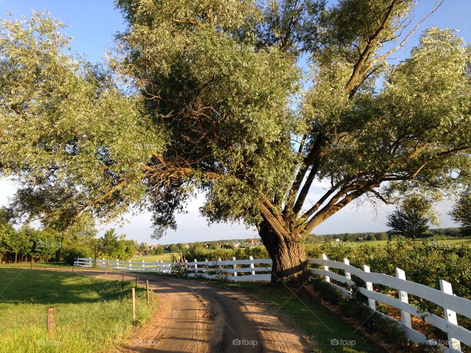 Old willow tree. A road in the countryside. Poland, Mazury lake district