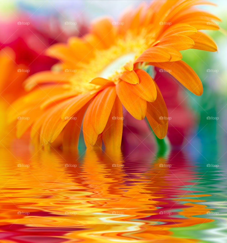 Reflection of Gerbera flower on water