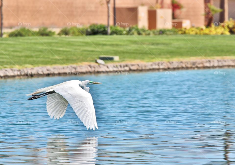 egret flying