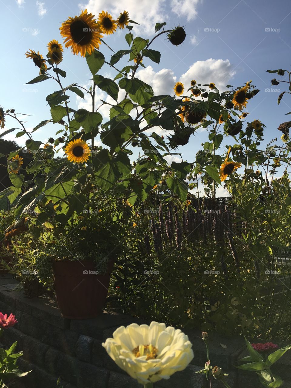 Zinnia and sun flower