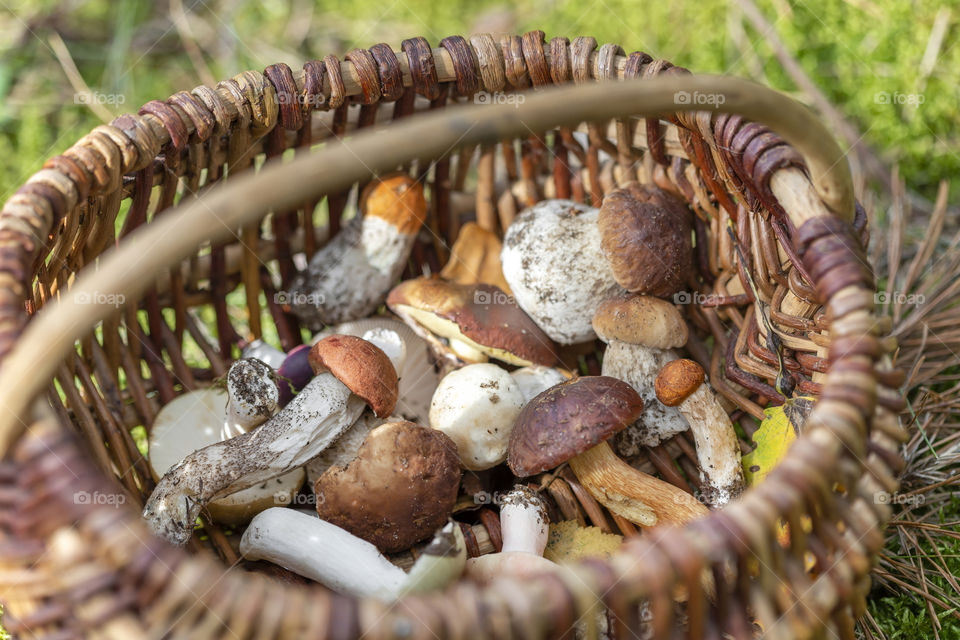 Fall season, mushrooms in the basket