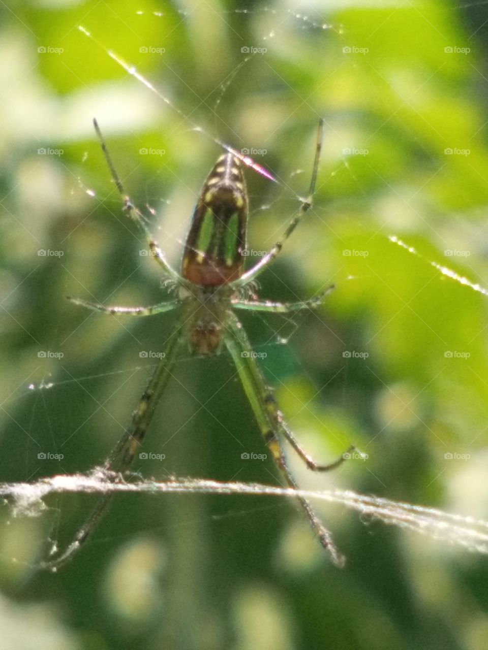 amazing peculiar little spider green textures