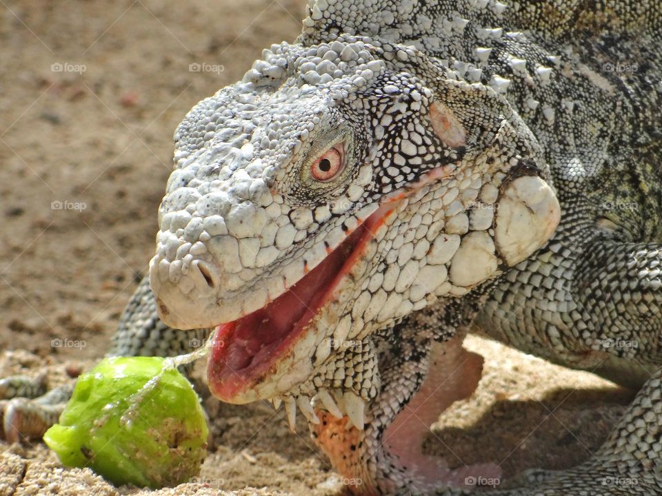 Eating iguana 