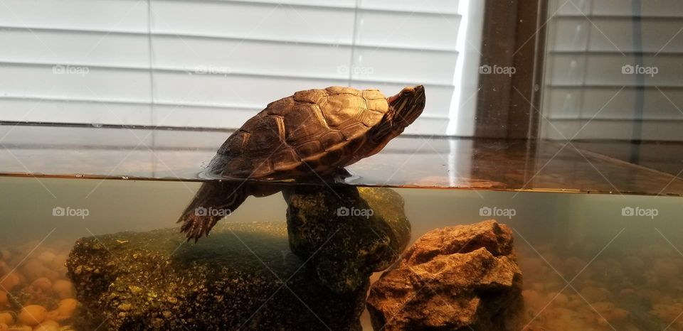My Turtle,  a Red Eared Slider  named Sheldon, I found him in my front yard in February,  2020 and I know this was a gift from God. I just put this rock in my aquarium today and he immediately took off on it !!