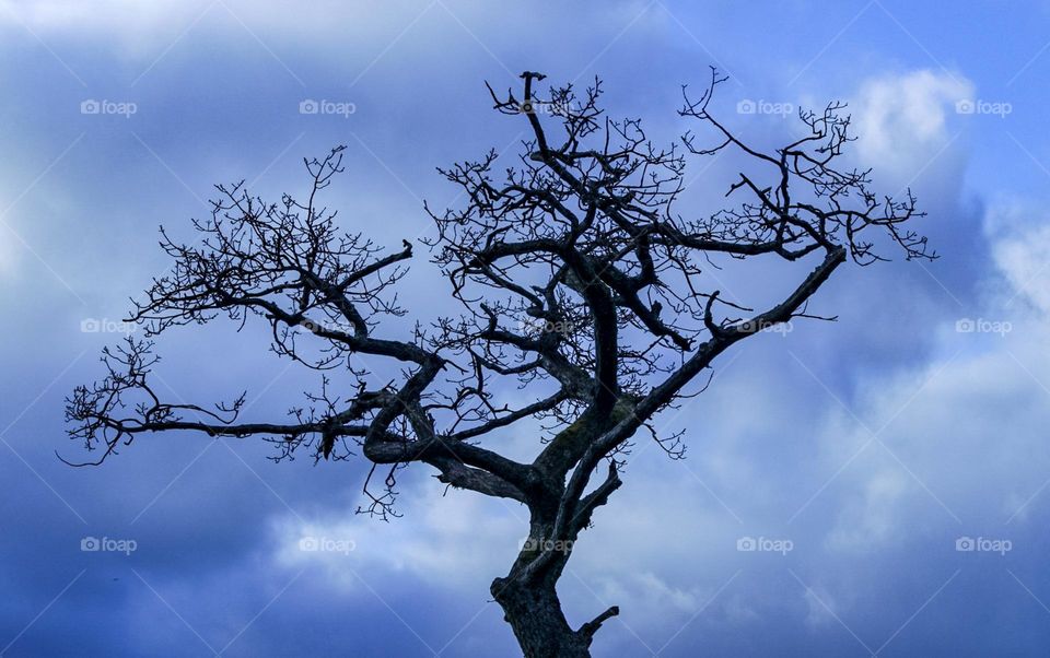 Silhouette of a tree top