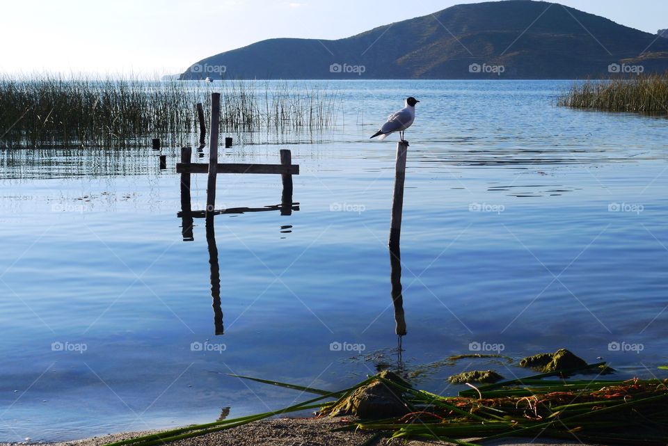 Bird perching on wooden post