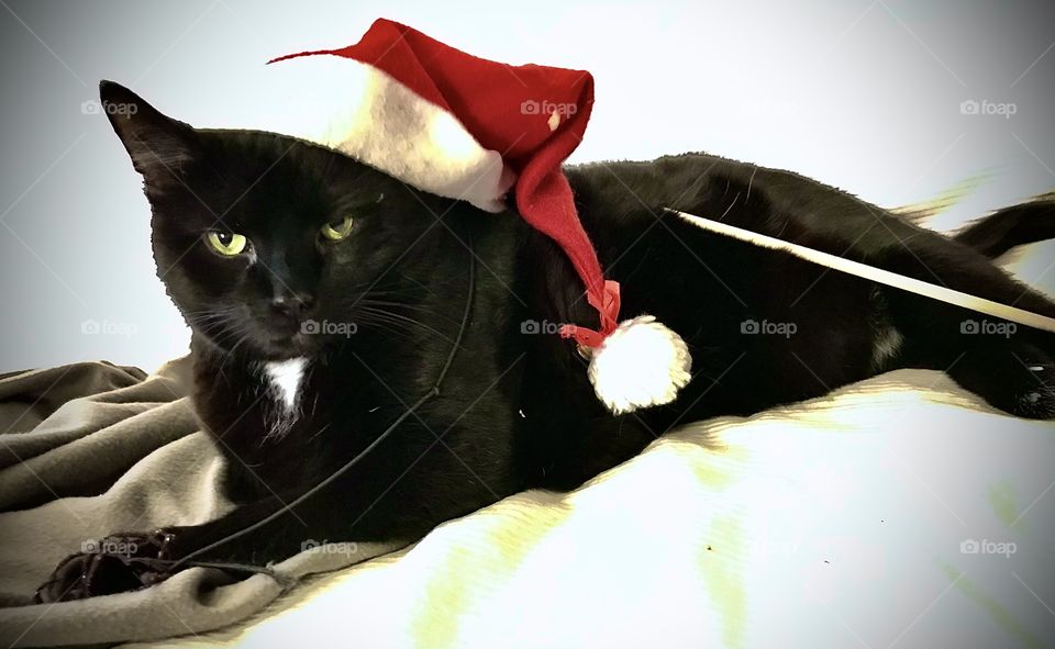 Cristmass cat