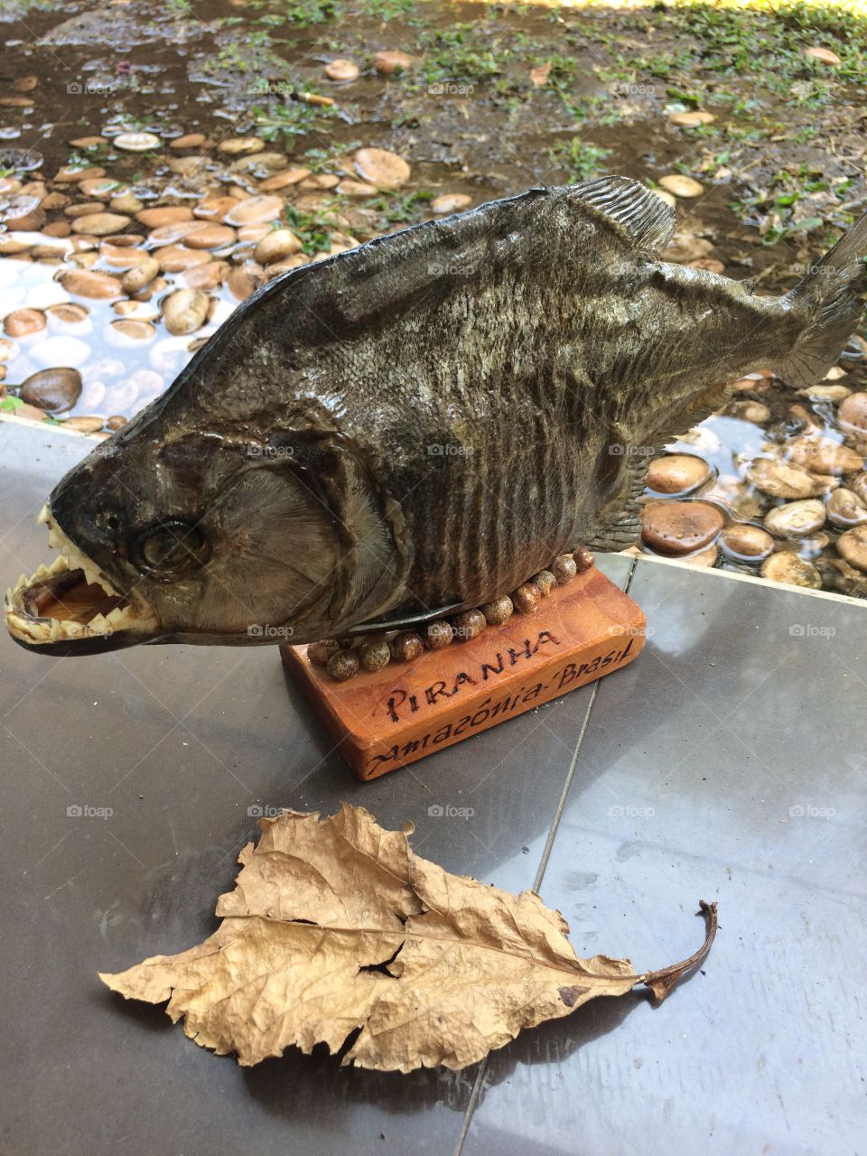 Piranha display 