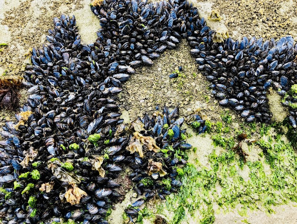 Large part Of mussels 