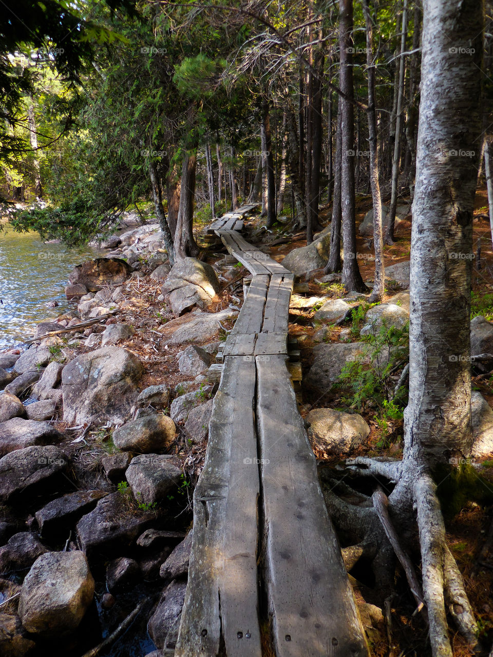 Boardwalk trail