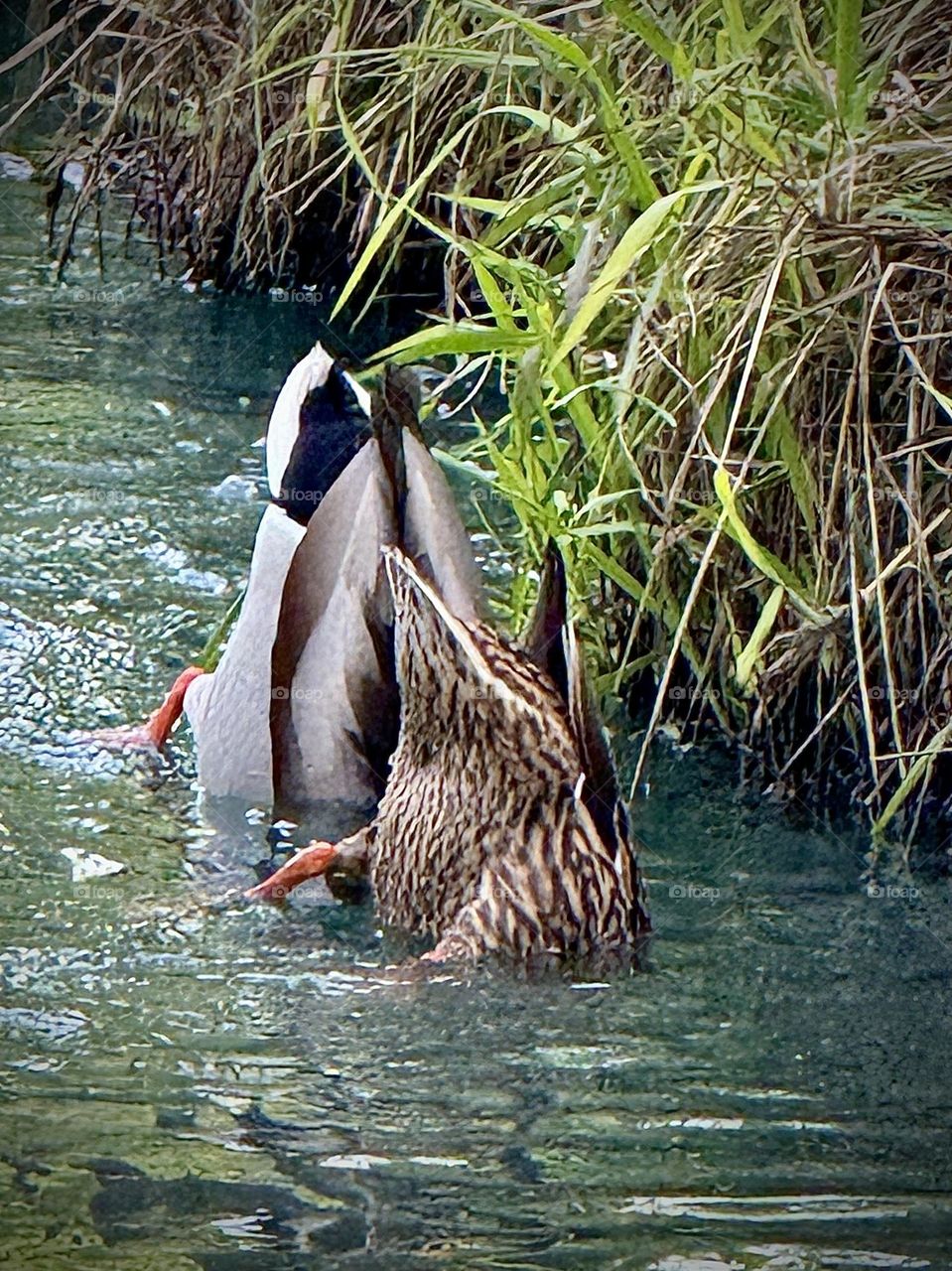 Mallard Ducks Foraging