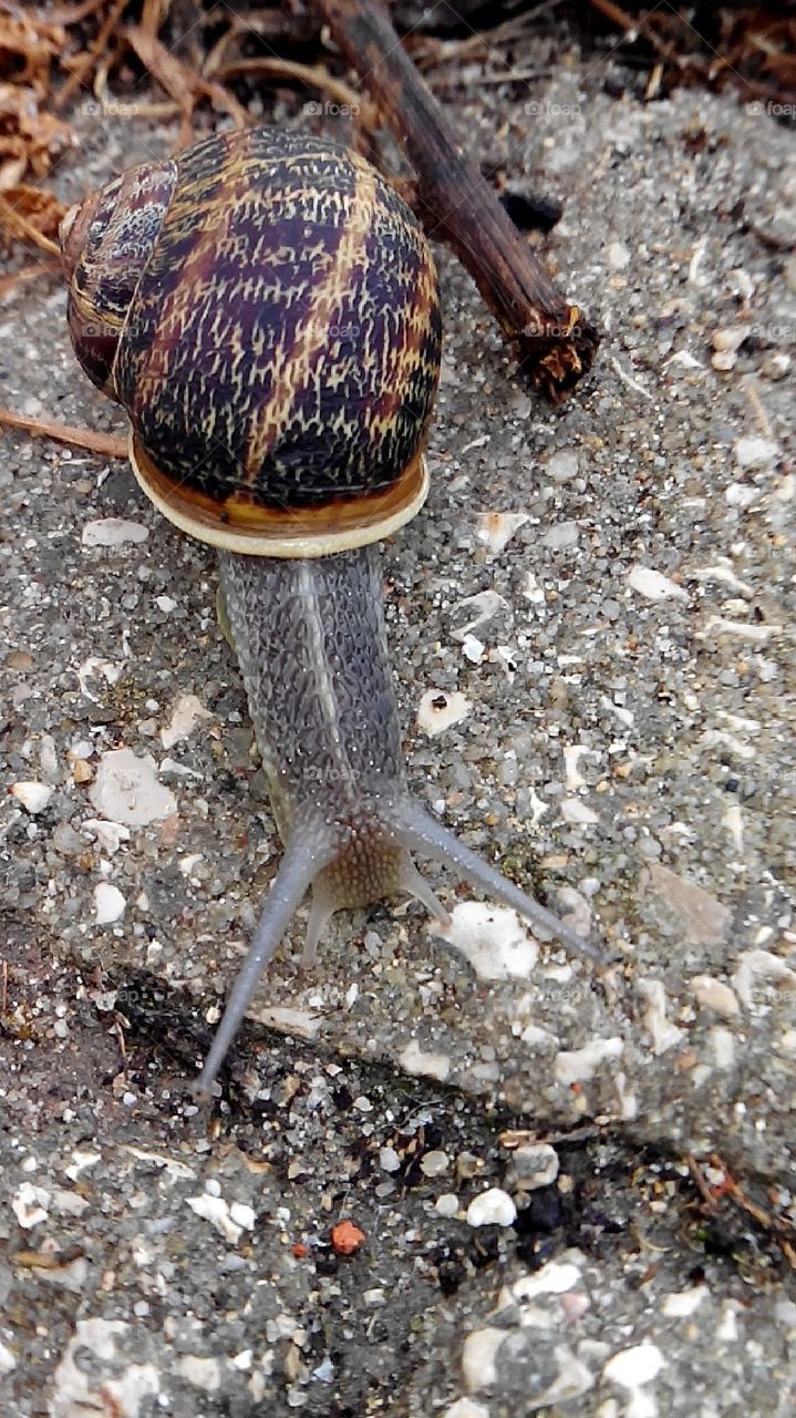 Bitch snail