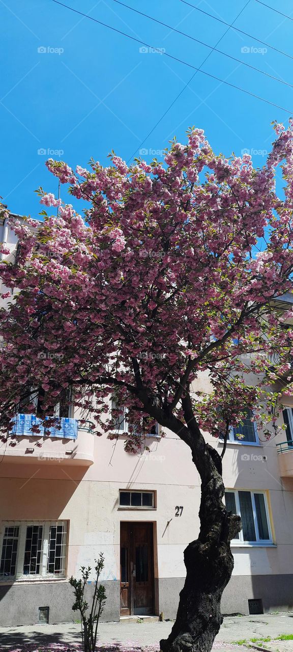 blooming of magnolia in the city