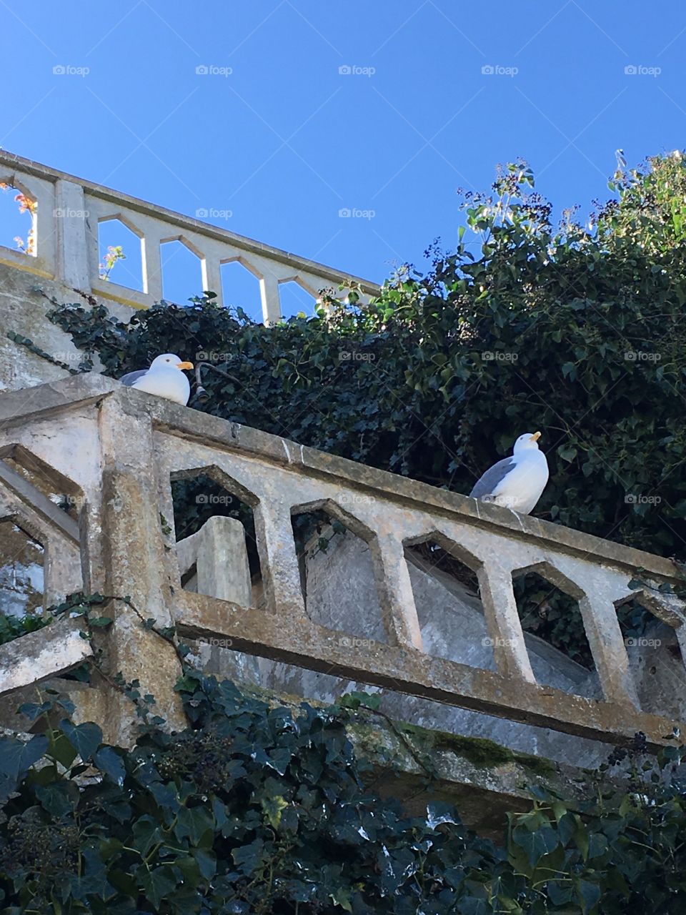 Seagulls on Alcatraz Island 