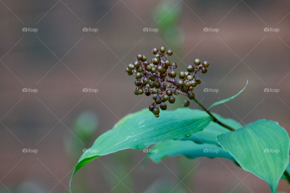 Hosta Berries