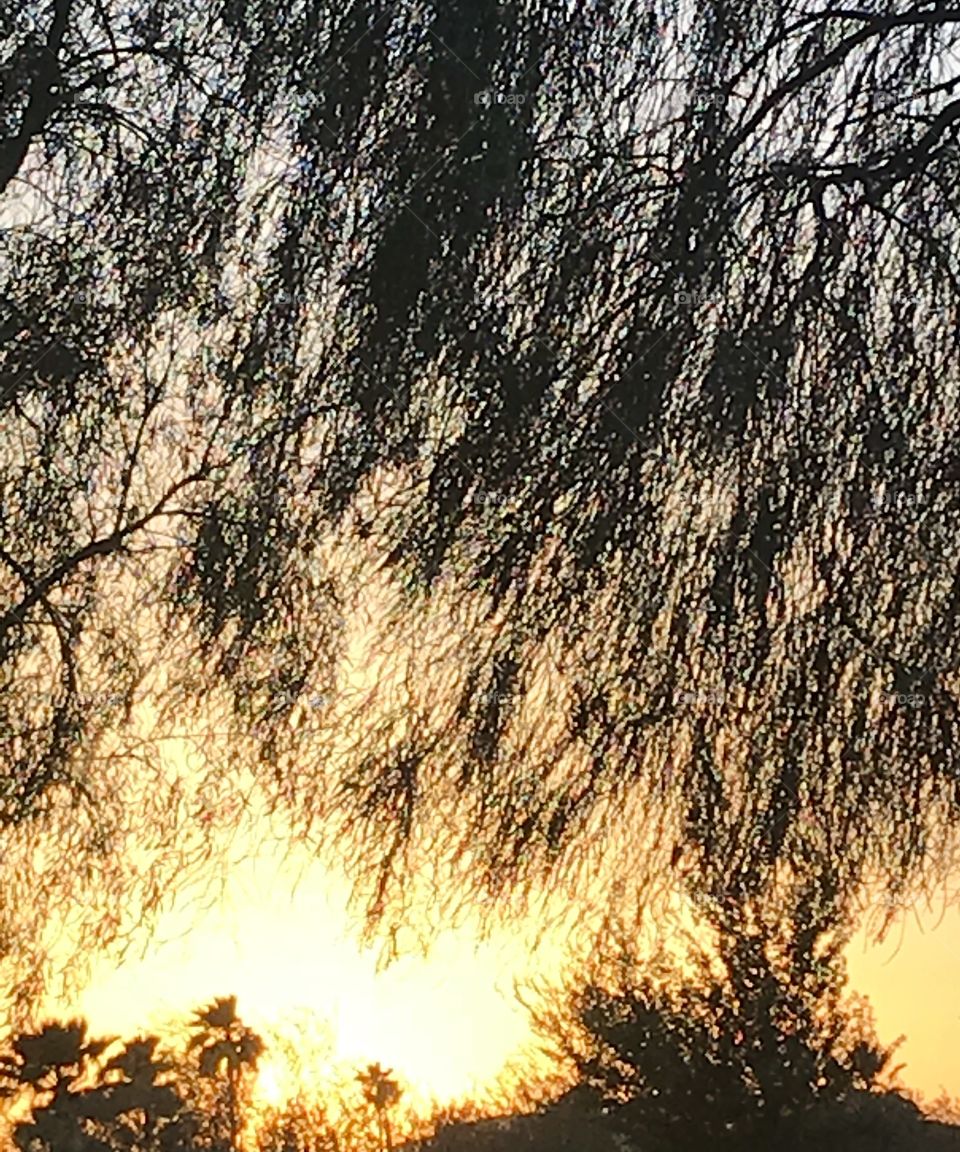 Abstract tree at sunset